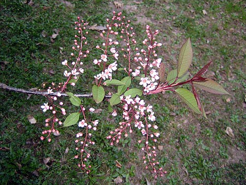 Sirpan kotisivut