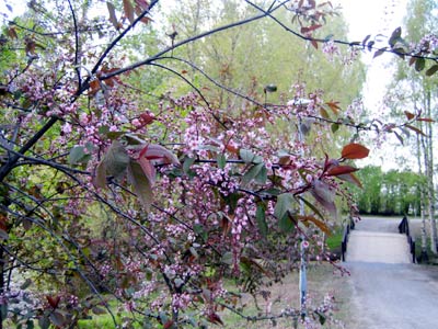 Sirpan kotisivut